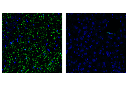 TMEM119 (E3E1O) Rabbit mAb