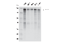 NUP153 (E3I6Z) Rabbit mAb